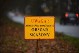 Sanitarny odstrzał dzików w Gdyni i Sopocie. Łącznie odstrzelonych zostanie 20 sztuk zwierząt