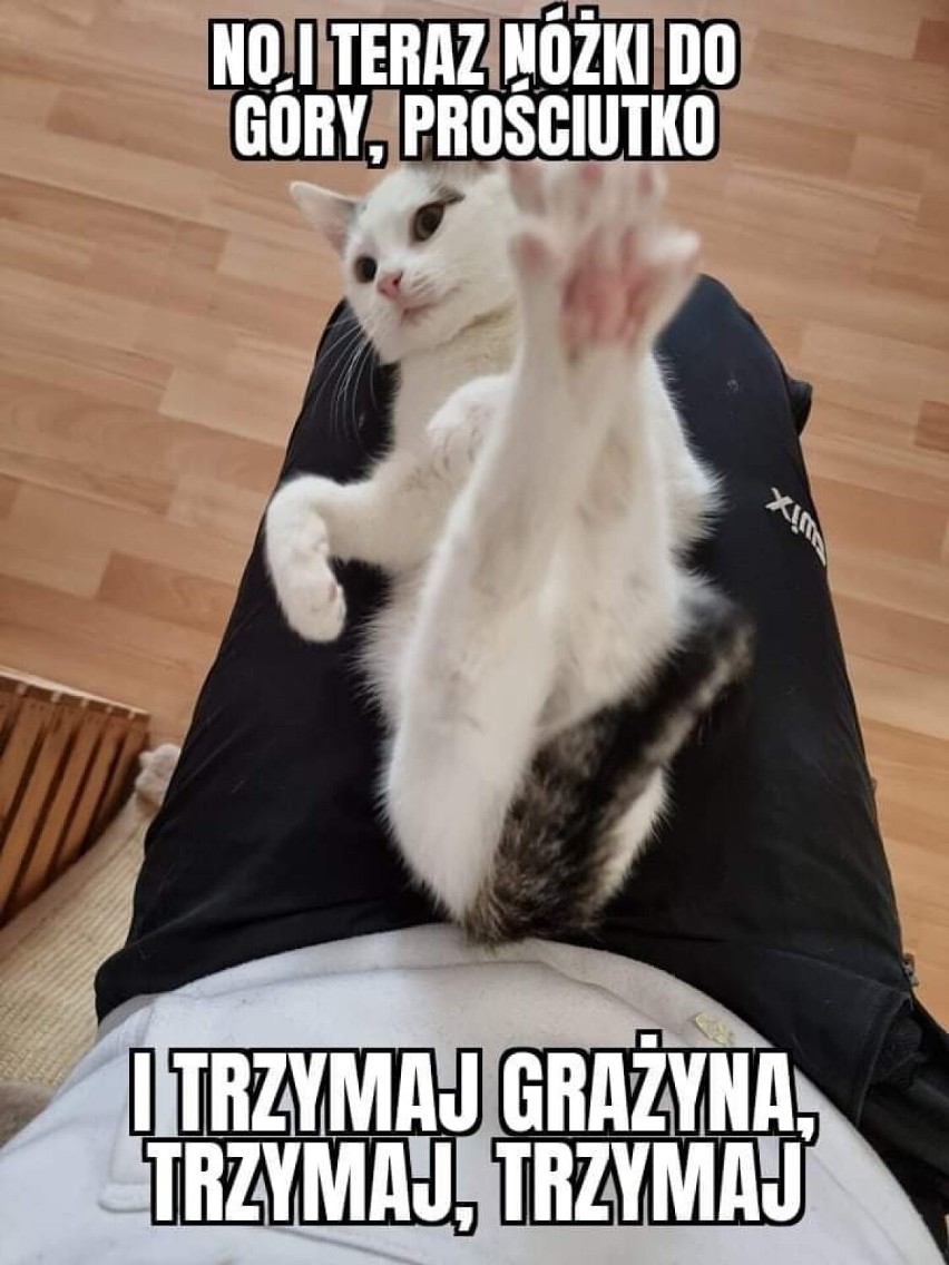 Koty bawią do łez: Zobacz memy z Fundacji Miasto Kotów w Piotrkowie