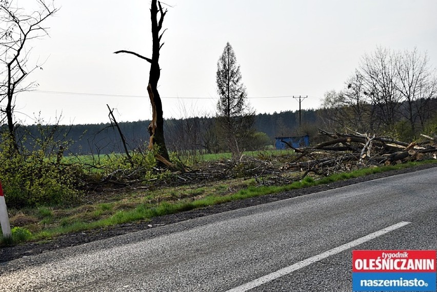Powiat oleśnicki. Tysiące drzew poszło pod topór. Trwa wycinka!  (ZDJĘCIA) 