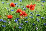 Łąka kwietna w ogrodzie. Zapomnij o koszeniu trawnika i ciesz się kwiatami! Jak założyć łąkę kwiatową i co posiać? Przykłady kompozycji