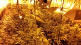Plantacja konopi powiecie w brzeskim. Funkcjonariusze CBŚP i brzescy kryminalni zabezpieczyli 250 krzewów i 2 kg marihuany