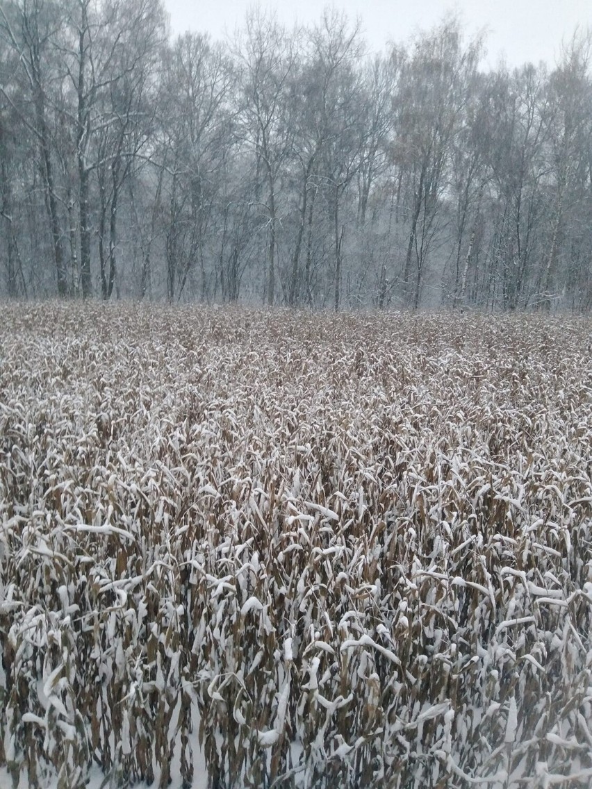 Pierwszy śnieg na Lubelszczyźnie. W regionie zrobiło się biało. Zobacz zdjęcia Czytelników