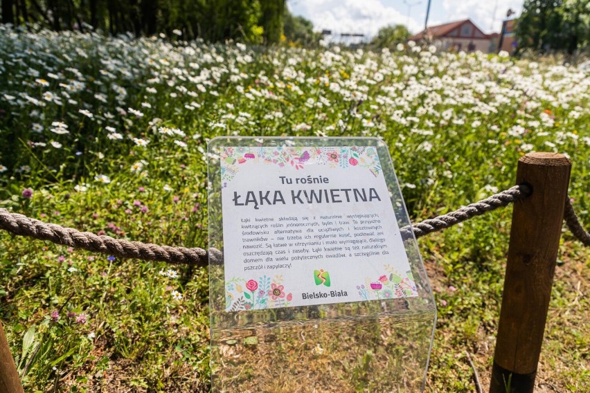 Centrum Bielska-Białej rozkwita. Uroczo wygląda łąka kwietna...