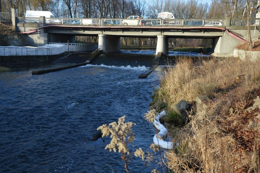 Oleista substancja zanieczyściła rzekę Wolbórkę. Zbada ją...