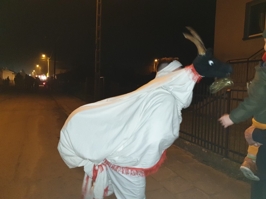 Koza z Wólki odwiedzała domy w Aleksandrowie Kujawskim [zdjęcia, wideo]