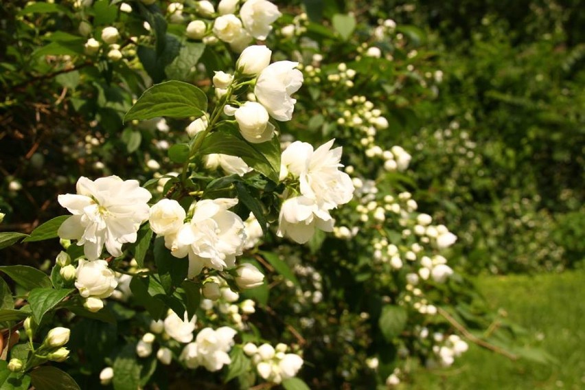 Arboretum Kórnickie: Kwitną jaśminowce