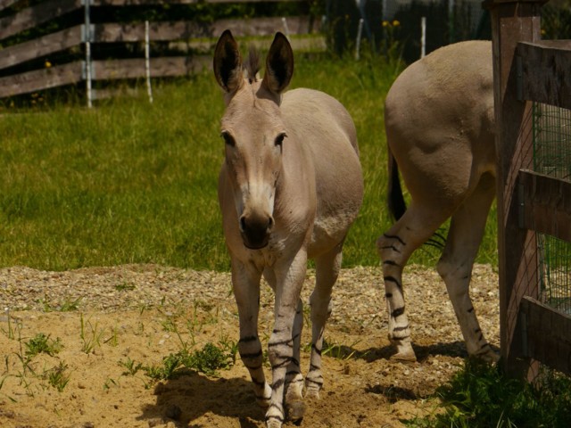 Zamojskie zoo: osły somalijskie już w komplecie