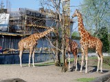 Wrocław: W zoo od roku budują Afrykarium. Kiedy koniec prac? (ZDJĘCIA)