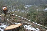 Mieli prawo wyciąć drzewa? Generalna Dyrekcja Ochrony Środowiska umorzyła sprawę wycinki w Łebie