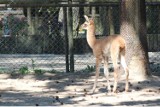 Kolejne narodziny w bydgoskim ZOO [zdjęcia]