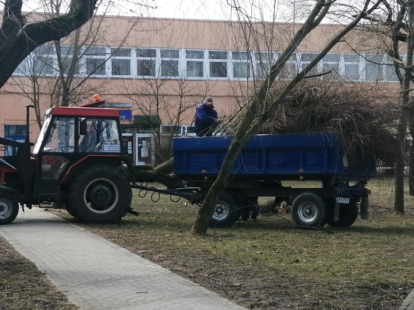 Spór o wycinkę drzew między mieszkańcami a SSM w Skierniewicach