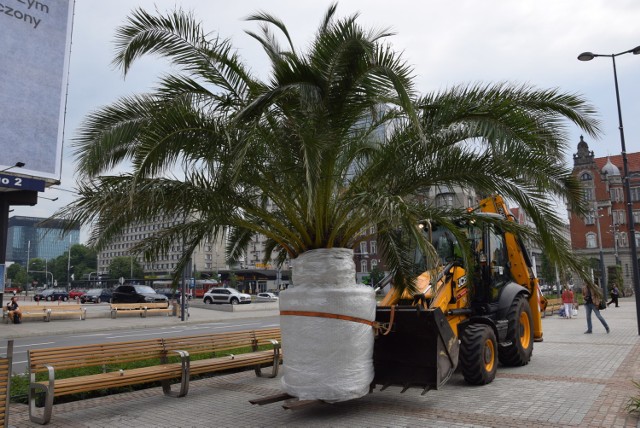 Palmy w sobotę wróciły na rynek w Katowicach