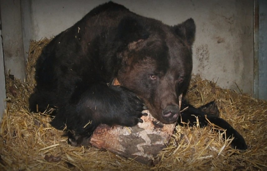 Więcej informacji z poznańskiego zoo TUTAJ