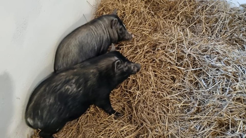 Szczęśliwe zakończenie! Dwie wietnamskie świnki znalazły nowy dom!