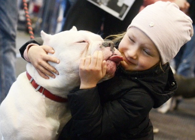 W sobotę 7 kwietnia w Wojewódzkim Ośrodku Sportu i Rekreacji w Zielonej Górze - Drzonkowie odbywa się międzynarodowa wystawa Psów Rasowych - ABKC Husarian Bully Triple Show Poland. 

American Bully jest niedawno utworzoną towarzyszącą rasą psów. Została uznana przez United Kennel Club (UKC). Jest to mała i duża rasa, która została podzielona na cztery kategorie; Kieszeń , Standard , Classic i XL . Miłośnicy psów na pewno znajdą podczas wystawy wiele atrakcji. Impreza rozpoczęła się pokazem walk rycerzy. W hali tenisowej wystawa potrwa do godz. 22.00.

Przeczytaj też:  Wielu zielonogórzan wyprowadziło psy w ramach dnia otwartego schroniska [MNÓSTWO ZDJĘĆ]

