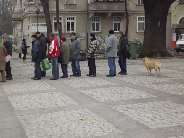 pies grzecznie w kolece stał