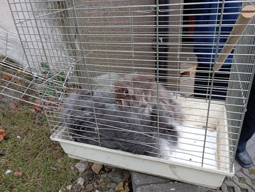 Ktoś wyrzucił rasowe króliki do śmietnika w Kielcach. Straż Miejska szuka dla nich nowego domu. Zobacz zdjęcia