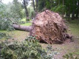 Park Zdrojowy w Nałęczowie leczy rany po wichurze (zdjęcia)