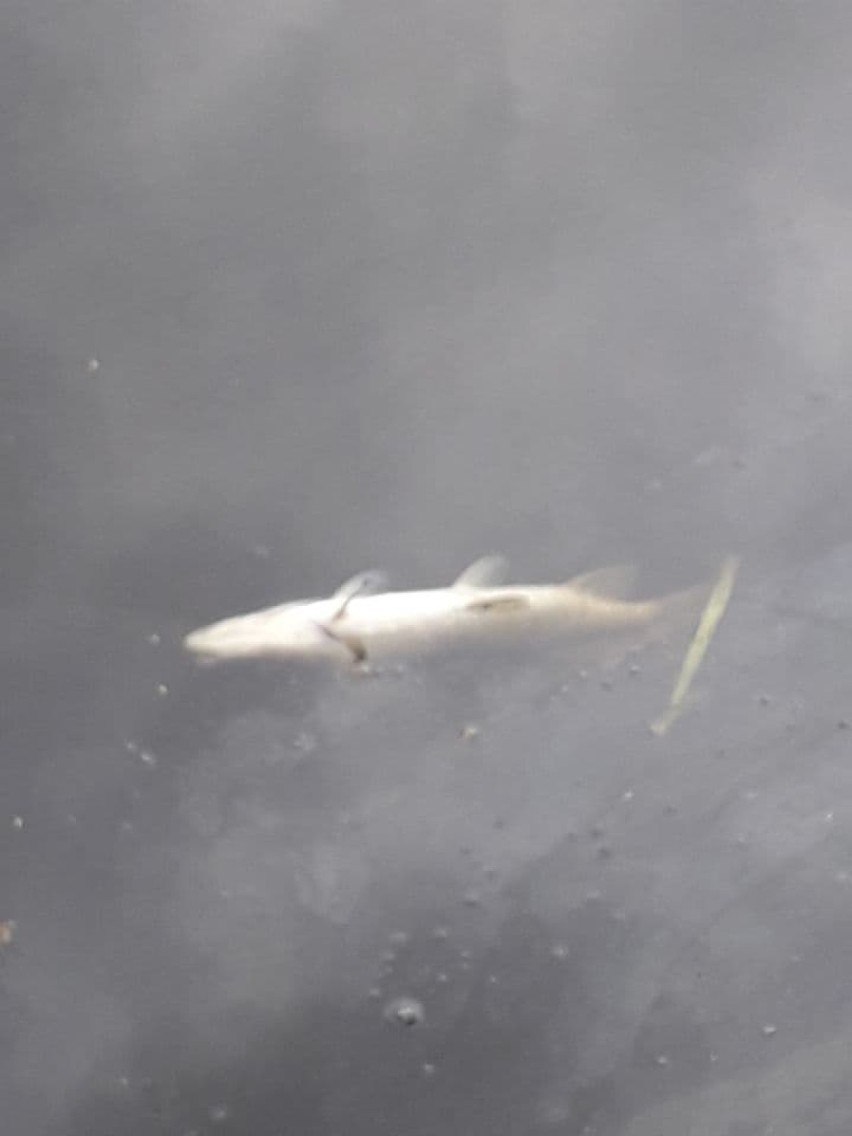 Około 200 martwych ryb w Linawie. Nowodworskie koło PZW zgłasza sprawę do sanepidu