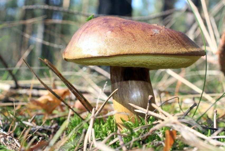 To jeden z najbardziej popularnych gatunków grzybów. Rośnie...
