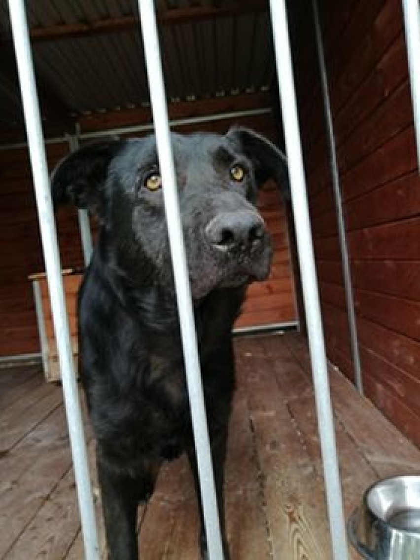 Zmaltretowane psy z przytuliska w Radysach trafiły do schroniska w Kaliszu