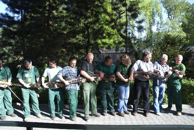 Operacja mierzenia węża była skomplikowana. Pracownicy krakowskiego zoo przygotowywali się do niej kilka miesięcy