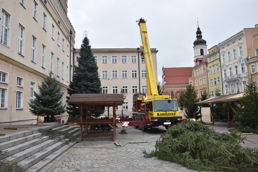 Na opolskim rynku pojawiły się już pierwsze drzewka