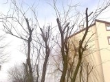 Lublin: Podcinanie drzew może im zaszkodzić