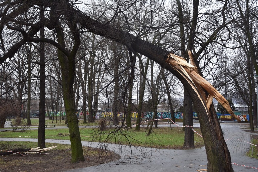 Silne podmuchy wiatry złamały drzewo na plantach kolejowych...