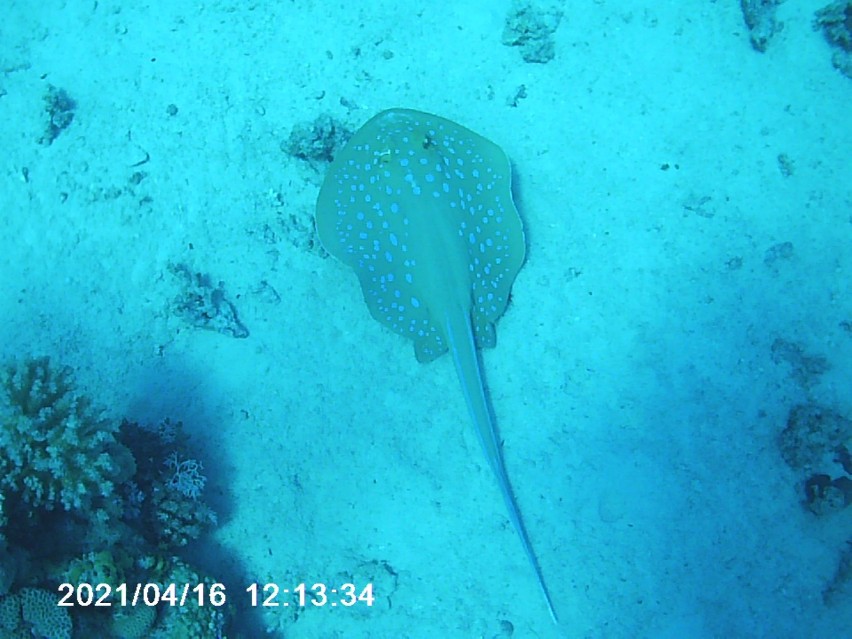 Zobacz cudowny, podwodny świat rafy koralowej w Hurghadzie