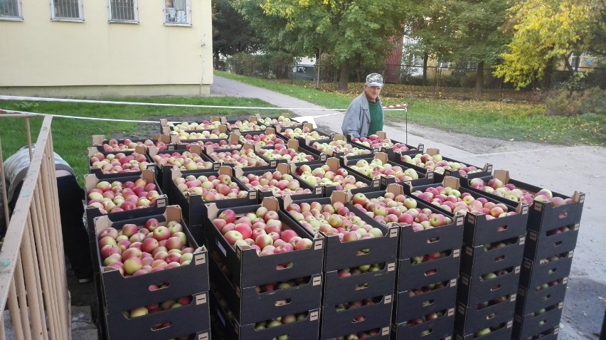 Kraśnik:  Do rozdania jest 14 ton jabłek
