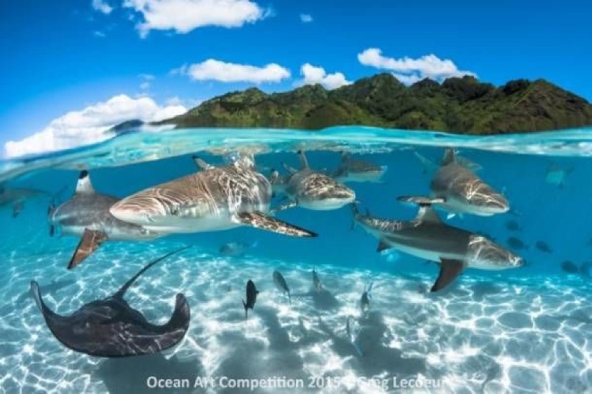 Podwodny świat jest przepiękny. Zobaczcie najciekawsze zdjęcia konkursu Ocean Art 2015