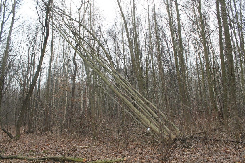 Krajobraz w Parku Śląskim po wichurze: połamane i powalone...