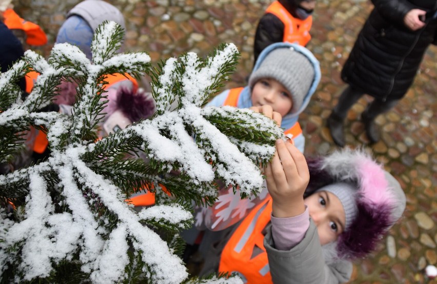 Inwazja przedszkolaków na Rynku w Tarnowie. Swoimi ozdobami przystroiły żywe choinki obok ratusza [ZDJĘCIA]