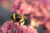 Włochate „bombowce” zapylą więcej kwiatów niż pszczoły! Poznaj zalety trzmieli i sprawdź, czy mogą ugryźć i czy należy się ich obawiać