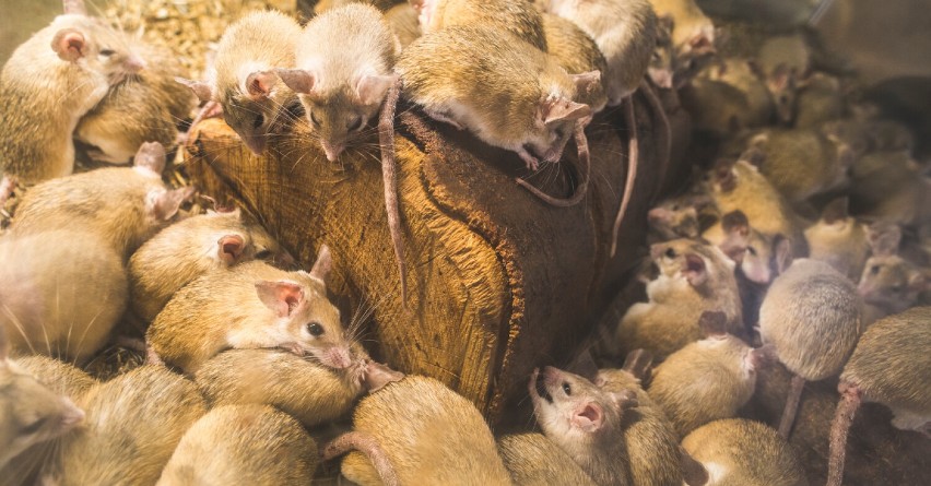 Deratyzacja w Radzionkowie. Czy miasto walczy z plagą szczurów? Urząd uspokaja 