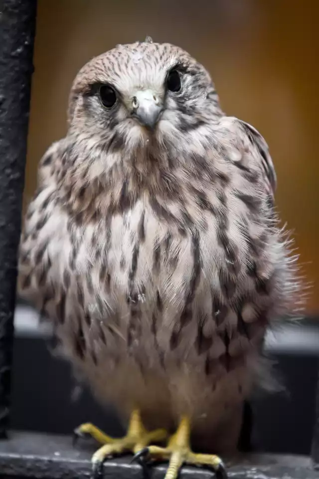 Młoda pustułka sfotografowana w okolicach wałbrzyskiego Rynku