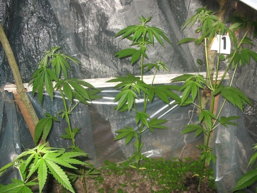 Klonowica Mała: Leśna uprawa marihuany