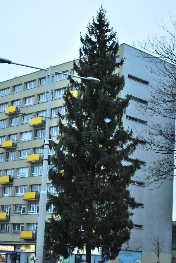 Pod Politechniką tradycyjnie stanęła ogromna żywa choinka....