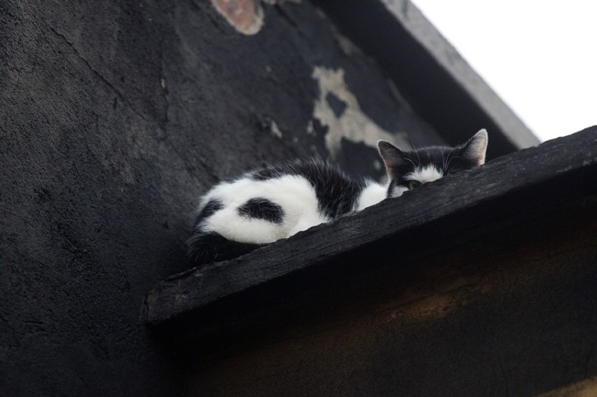 Legniccy strażacy ratują kota, zaklinował się w kominie! [AKTUALIZACJA]