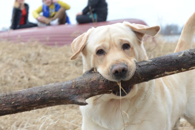 Właściciele psów muszą mieć się na baczności podczas wyprowadzania swoich ulubieńców w Gdyni.