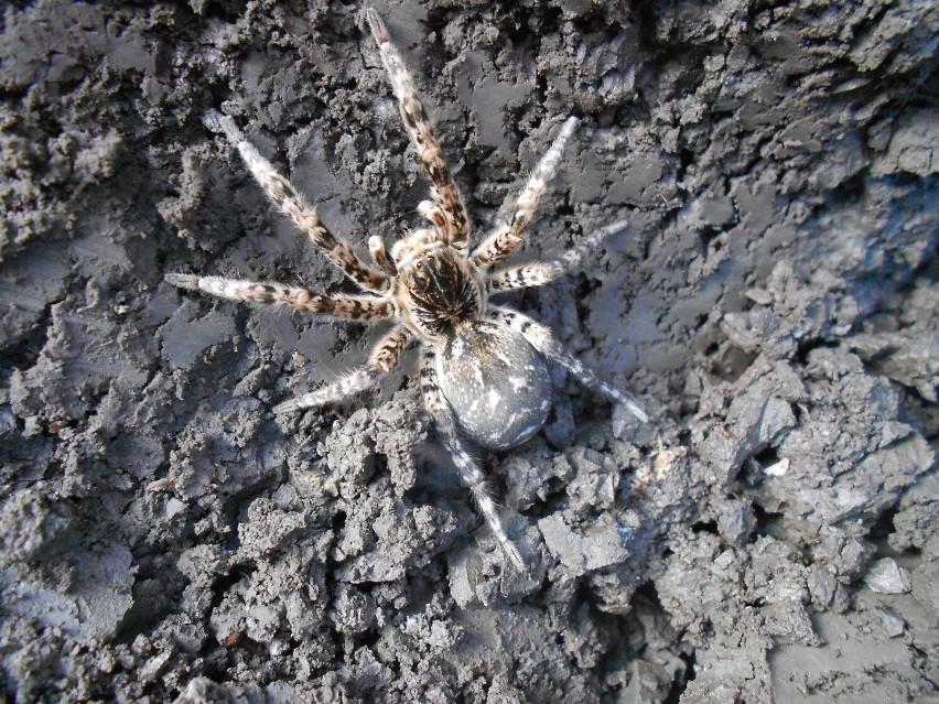 Tarantula ukraińska w Mołdawii. Samica mieszka w norach o...
