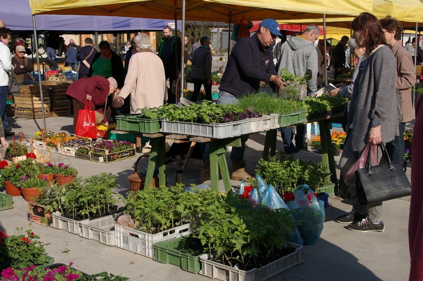 Pomidory, lubczyk, oregano, rozmaryn, nasiona warzyw, kwiaty - wszystko kupisz na mini giełdzie w centrum miasta