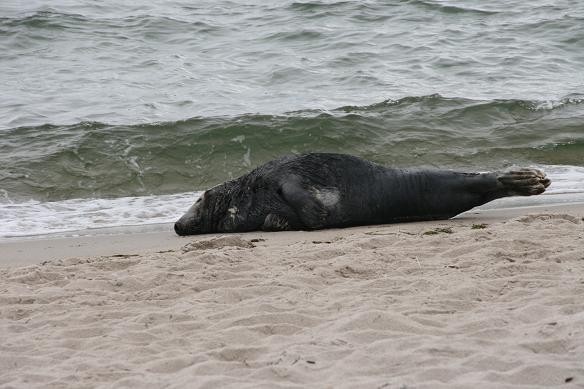 Foka w Helu na plaży przy Bulwarze Nadmorskim