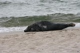 Foka w Helu. Zwierzę na plaży przy Bulwarze Nadmorskim