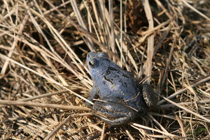Samiec żaby moczarowej w okresie godowym