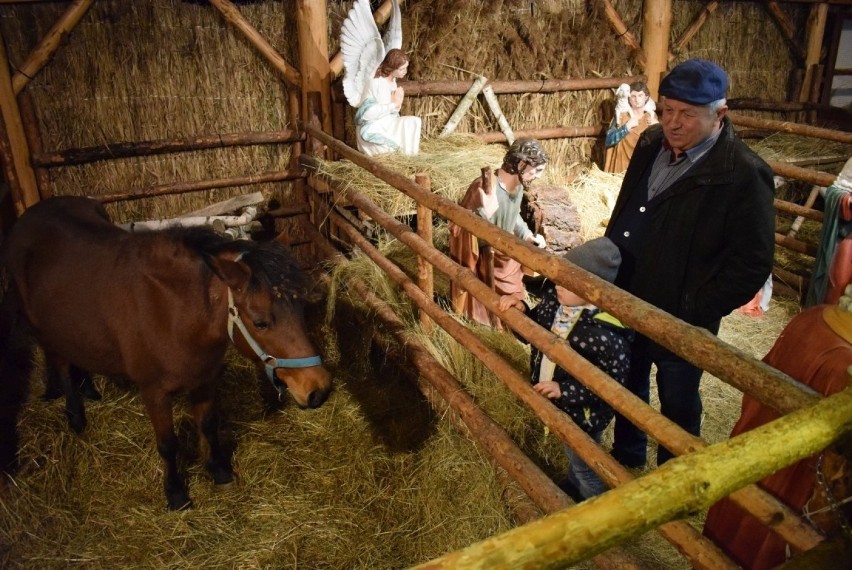 Główną atrakcję szopki stanowią piękne figury i zagroda z...