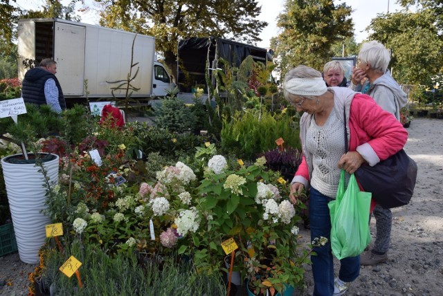 Piękna słoneczna pogoda jesiennego „babiego lata” przyciągnęła na szóstą edycję „Zielonych Ogrodów nad Odrą” wielu wystawców oraz mieszkańców Nowej Soli i okolic.

Na jesienną edycję Zielonych Ogrodów nad Odrą przybyło 34 wystawców z Polski i Litwy, m.in. z Wilna, Białegostoku, Częstochowy, Krakowa, Poznania, Szczecina, Bełchatowa i wielu miejscowości z województw: dolnośląskiego, zachodniopomorskiego, wielkopolskiego i lubuskiego – poinformował gospodarz imprezy Krzysztof Uchal, który wraz z żona Ewą ze stowarzyszenia „Cepeliada” wymyślili tę imprezę. 

Pomogli im Urząd Miasta Nowa Sól i MOSiR. Klienci mogli zaopatrzyć się w kwiaty, drzewka, krzewy, sadzonki, nasiona, cebulki kwiatowe, zioła nawozy, środki ochrony roślin, sprzęt ogrodniczy i elementy dekoracyjne ogrodu. Poza tym można było kupić znakomite wędliny z Podlasia, miód, pierogi z Zachodniopomorskiego, trójwymiarowe obrazy, zabawki ludowe i ceramikę.

Zobacz również: Zachodni Kongres Innowacji w Nowej Soli


POLECAMY RÓWNIEŻ PAŃSTWA UWADZE:
Ile kosztują warzywa na targowisku w Nowej Soli? Kapusta rok temu kosztowała 2-3 zł, dzisiaj 5 

