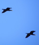 Lokalne Grupy Rybackie jednoczą siły, by wydać bitwę kormoranom