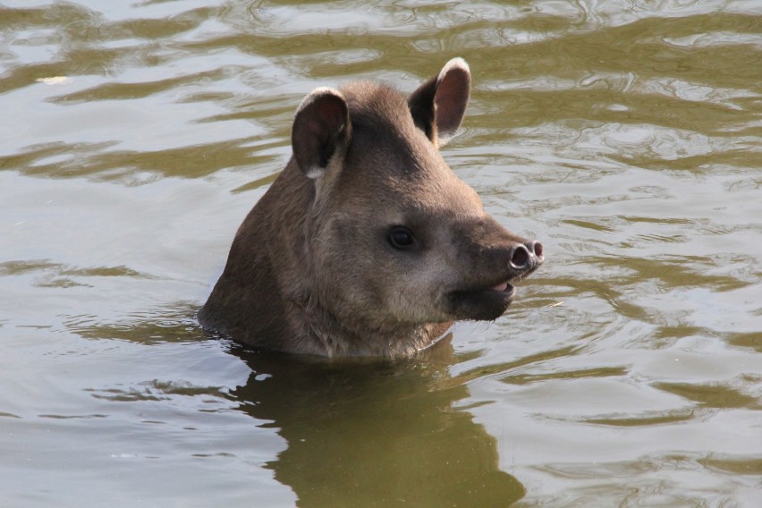 Tapiry w Poznaniu